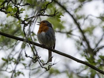 Low angle view of bird perching on branch