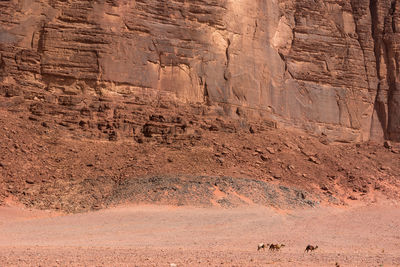 Desert landscape with camels and rocky sandstone cliffs. wadi rum, jordan