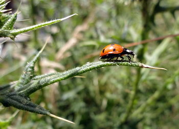Close-up of ladybug on plant