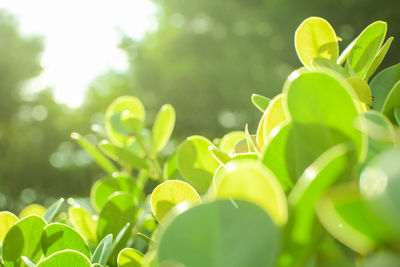 Close-up of plants against blurred background
