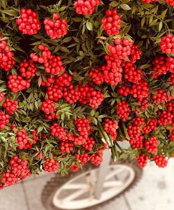 Close-up of red berries on plant