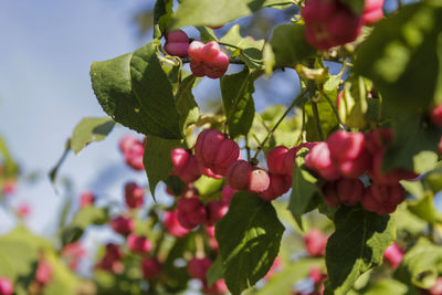 Close-up of red berries on plant