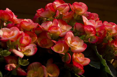 Close-up of pink flower