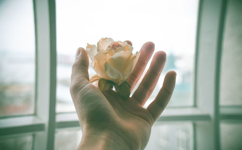 Close-up of hand holding rose against window