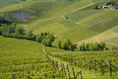 Scenic view of vineyard