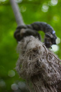 Close-up of lizard