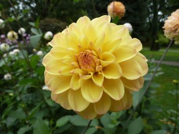 Close-up of yellow flower blooming outdoors