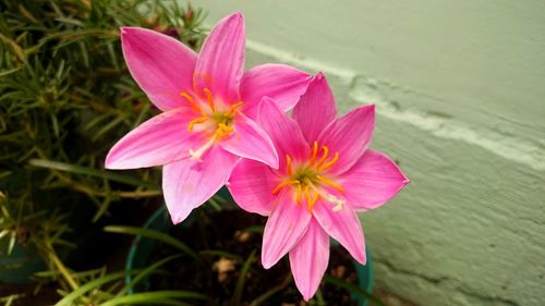 Close-up of pink flower blooming outdoors