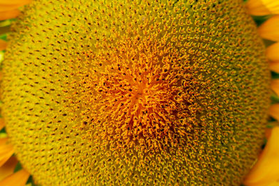 Full frame shot of sunflower