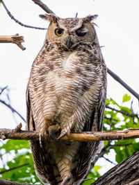 Low angle view of owl perching on branch