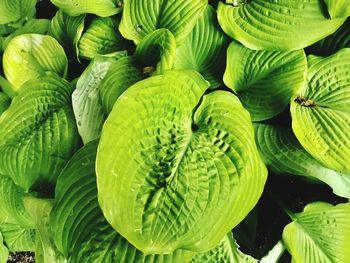 Close-up of green leaves