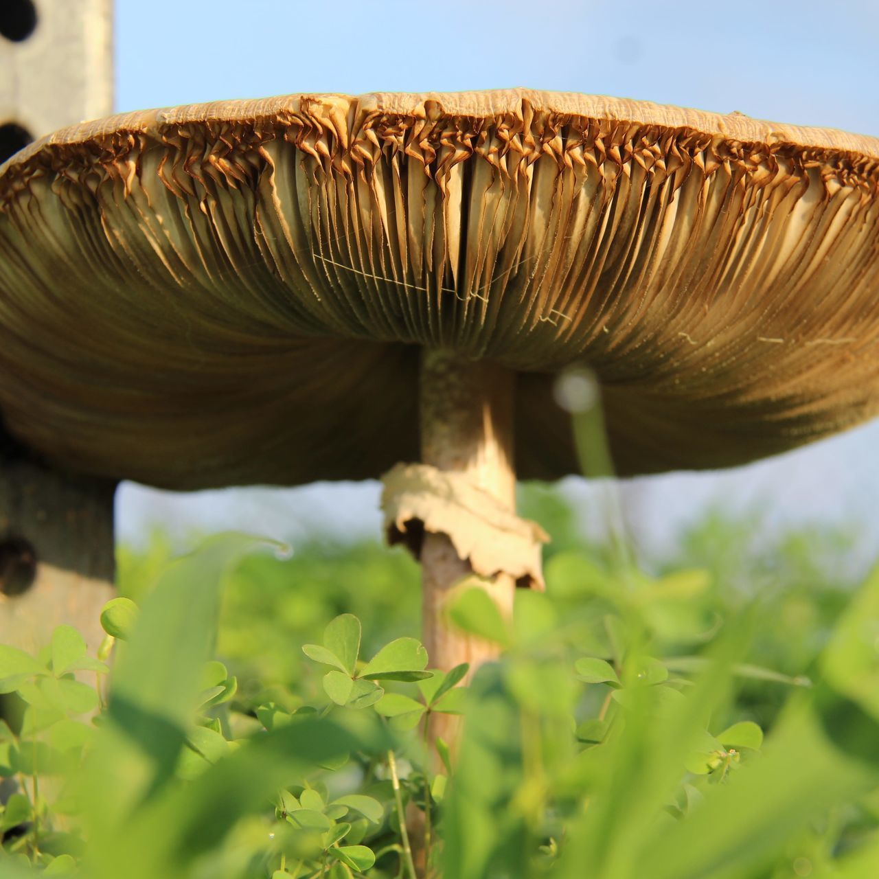 CLOSE-UP OF MUSHROOM ON FIELD