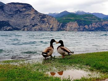 Ducks on a lake