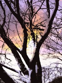 Low angle view of bare trees against sky