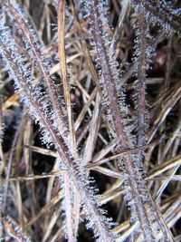 Close-up of frozen plants