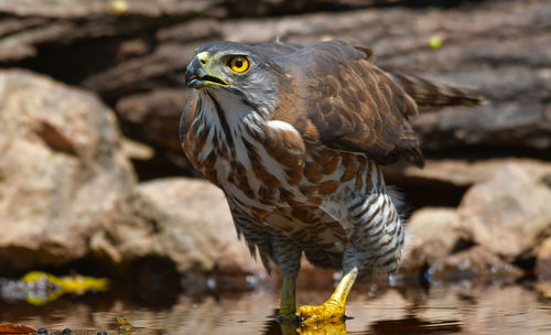 Close-up of eagle in lake