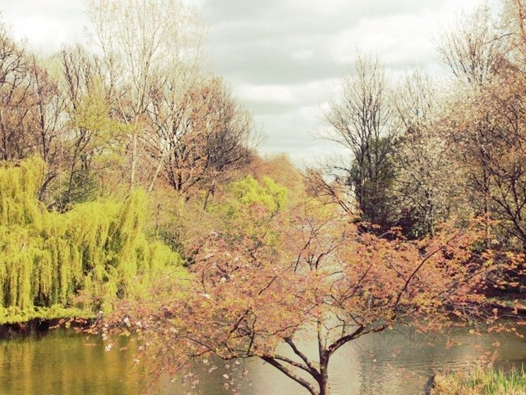 tree, water, lake, sky, tranquility, tranquil scene, waterfront, beauty in nature, scenics, nature, bare tree, branch, reflection, cloud - sky, river, growth, rippled, idyllic, cloud, non-urban scene