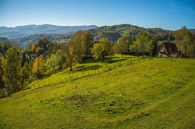 Scenic view of trees growing on field against sky