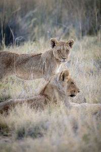 Portrait of a lion