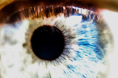 Macro shot of human eye