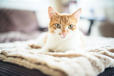 Close-up portrait of cat