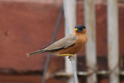 Close-up of bird perching outdoors