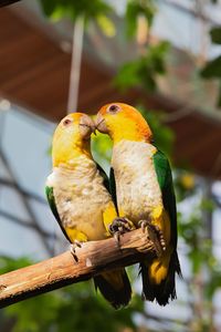 Two yellow parrots kissing each other. close-up of parrot perching on branch