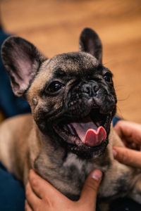 Funny french bulldog puppy with open mouthe and protruding tongue