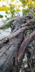 Close-up of lizard on wood