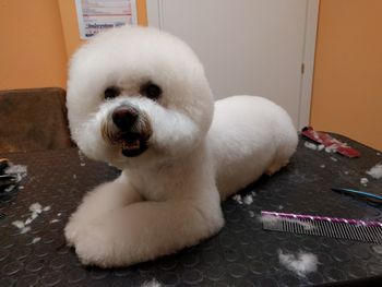 Close-up of dog lying at home