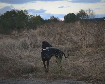 Horse standing in a field