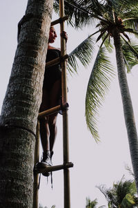 Low angle view of monkey on tree