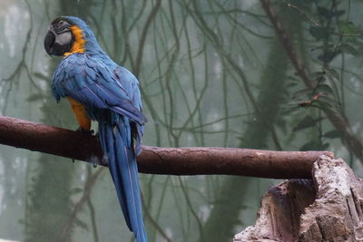 Close-up of bird perching on wood