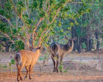 Waterbucks standing on field in forest