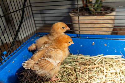 Close-up of a bird in cage