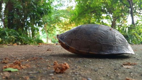Close-up of tortoise on tree