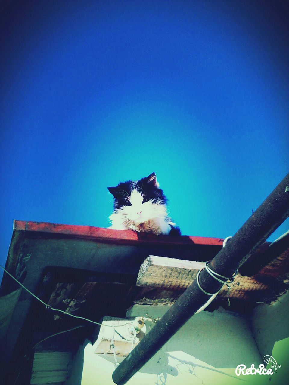 domestic cat, one animal, animal themes, low angle view, clear sky, domestic animals, cat, pets, blue, feline, building exterior, built structure, mammal, architecture, copy space, roof, house, no people, outdoors, day