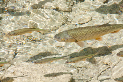 Fish swimming in sea