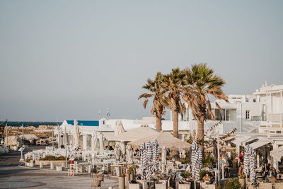 Palm trees by sea against clear sky