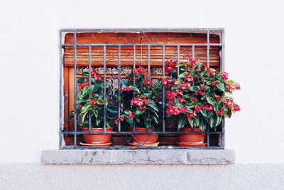 Flower pots on window sill of house