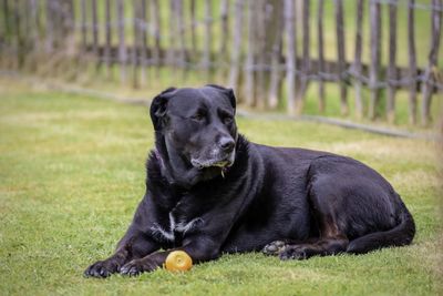 Black dog with ball on grass