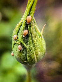 Close-up of plant