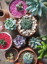 High angle view of succulent plant on table