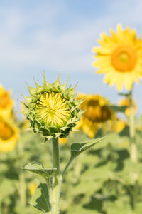 Close-up of yellow flowering plant on field against sky