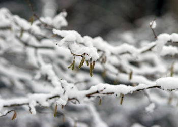 Close-up of snow on tree