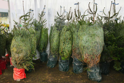 Christmas trees for sale on a shop