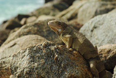 Close-up of lizard on rock