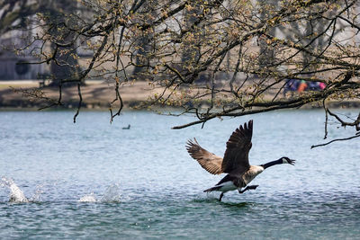 Bird flying over lake