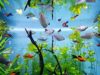 Close-up of fish swimming in lake