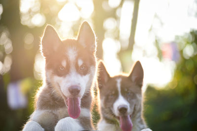 Close-up portrait of a dog